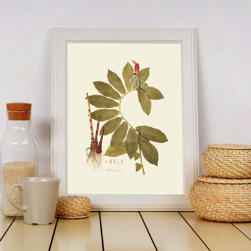 Kruidachtige Plant Wall Art Sc - Office Furniture York recensie en prijs
